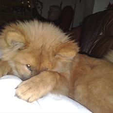 Eurasier Kærlundegårds Unun