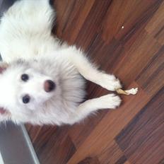 Blanding af racer Nilla