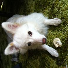 Blanding af racer Nilla