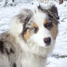 Australian shepherd Nivea