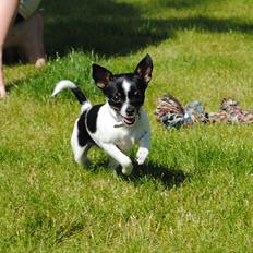 Blanding af racer Vips