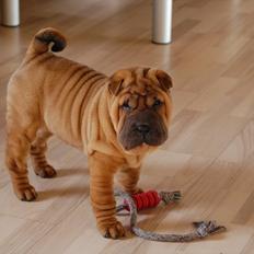 Shar pei Cherry Kiss