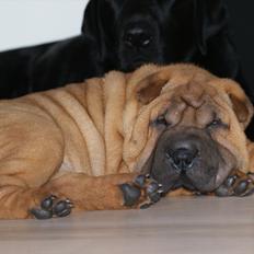 Shar pei Cherry Kiss