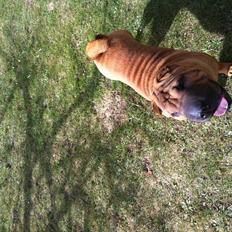 Shar pei Cherry Kiss
