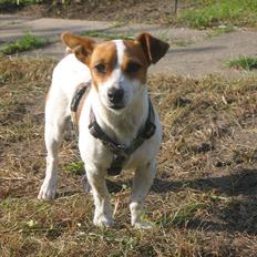 Blanding af racer Paw