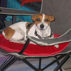 Blanding af racer Paw