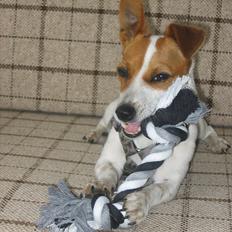 Blanding af racer Paw