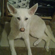 Hvid schæfer Tøsen