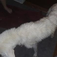 Hvid schæfer Tøsen