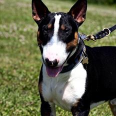 Bullterrier Pablo