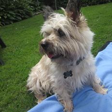 Cairn terrier Tulle
