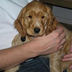 Cocker spaniel Amber rose (Trille)