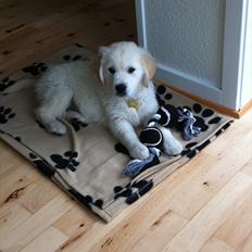 Golden retriever Carlo