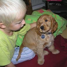Cocker spaniel Amber rose (Trille)