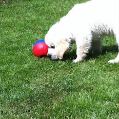 Golden retriever Carlo