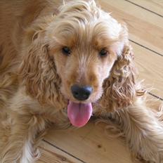 Cocker spaniel Amber rose (Trille)