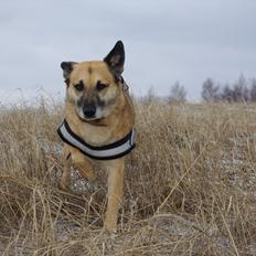 Blanding af racer Kumpel