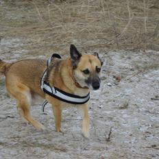 Blanding af racer Kumpel