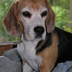 Beagle Betty