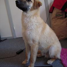 Blanding af racer Saiko