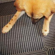 Blanding af racer Saiko