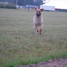 Blanding af racer Saiko