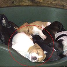 Blanding af racer Cocio