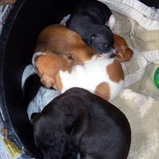 Blanding af racer Cocio