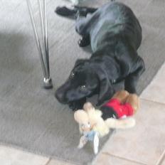 Labrador retriever Chuck