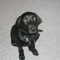 Labrador retriever Chuck