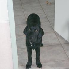 Labrador retriever Chuck