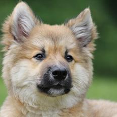 Islandsk fårehund Victor