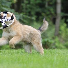 Islandsk fårehund Victor