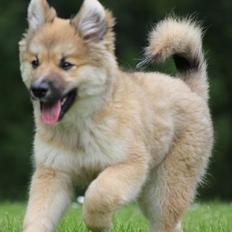 Islandsk fårehund Victor