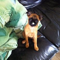 Griffon petit brabancon Kaya