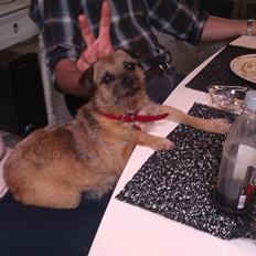 Border terrier Fiona Abigail