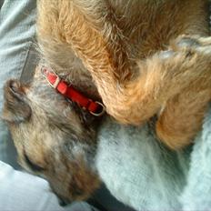 Border terrier Fiona Abigail