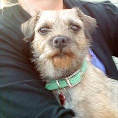 Border terrier Fiona Abigail