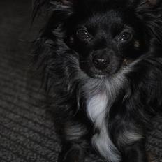 Blanding af racer Oscar