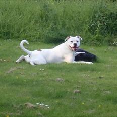 Amerikansk bulldog Sisse