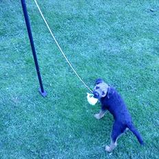 Border terrier Trunte