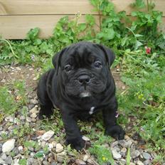 Olde english bulldogge Mariegaard's Agnes