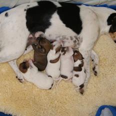 Dansk svensk gaardhund Sofie * R.I.P* 