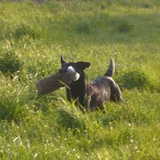 Labrador retriever Murphy