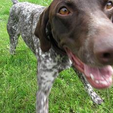 Korthåret hønsehund Bækken´s Dusty