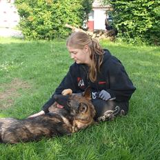 Schæferhund Hedegård's Qinky