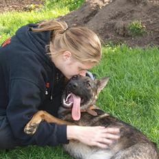 Schæferhund Hedegård's Qinky