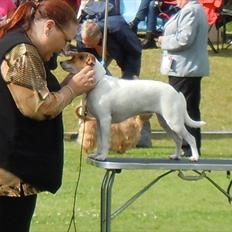 Dansk svensk gaardhund Beckie