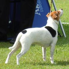 Dansk svensk gaardhund Beckie