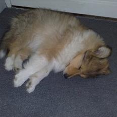 Collie langhåret Marselisborg´s Be My Valentine